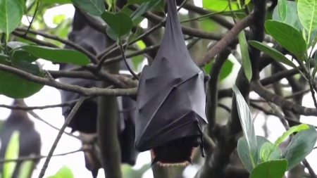 '치명률 최고 75%' 니파 바이러스 국산 백신 개발 추진