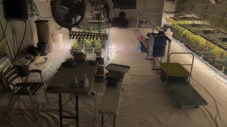 스마트팜 한다더니...나랏돈으로 대마 농사