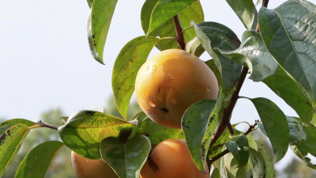 단감 '감풍' 재배 면적 2년 새 급증