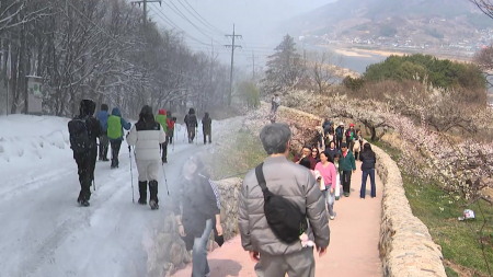 강원 산간은 설국, 남녘은 매화 만개...봄·겨울 공존