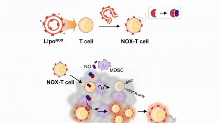 일산화질소 제거해 면역세포 항암력 높인 기술 개발