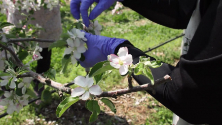 올해 사과꽃 피는 시기...최근 10년보다 늦을 전망
