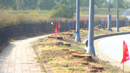 트램 공사로 수백 그루 나무 싹둑...뒷북 행정 논란