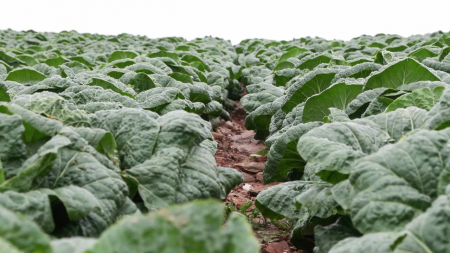 고랭지 배추 시들음병...복합 방제로 99% 차단