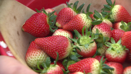 유가 상승에 수산업계·딸기 농가 한숨만 '푹푹'