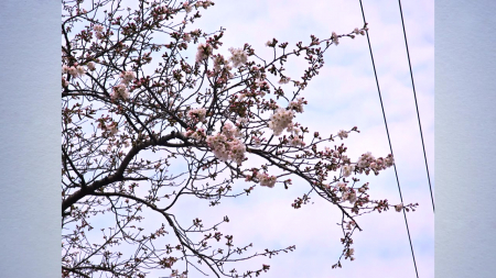 군항제 앞두고 진해 벚꽃 활짝...서울, 다음 주 개화