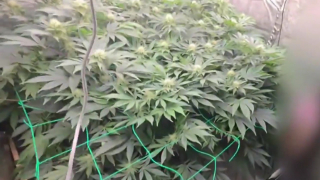 정부 지원 받으며 대마 재배한 청년 농업인 기소