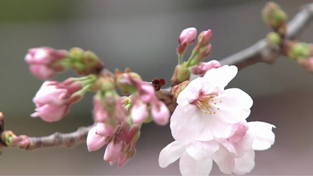 대표 벚꽃축제 '진해군항제' 개막...4월 초 절정 전망