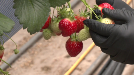 볕 양 따라 비료 공급...비룟값 상승 돌파구 '주목'