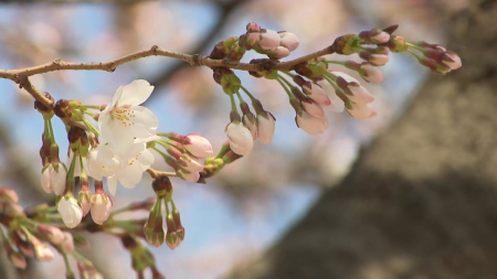 서울 벚꽃 어제 공식 개화...지난해보다 엿새 빨라