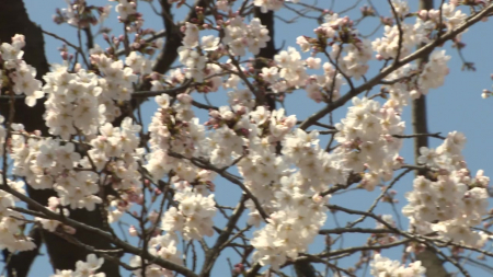 서울 벚꽃 이른 개화...3일부터 봄꽃 축제, 절정 겹칠 듯