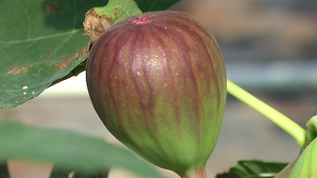 무화과, 사계절 과일 변신...수확 시기 조절로 농가 수익 톡톡