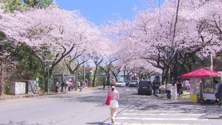 단비 그치고 '분홍빛 물결'...서울도 주 후반 '절정'