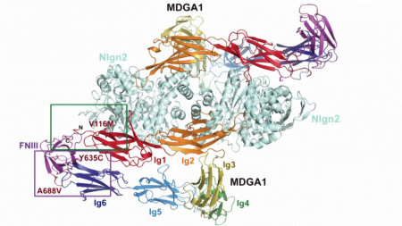 [사이다] ① 자폐증 성별 차이 규명