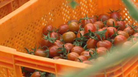 AI 프로그램으로 토마토 재배...난방비 30% 절감