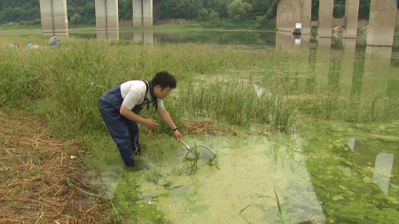 소양호 녹조 방지 대책 시행...퇴적층 제거·수생식물 활용