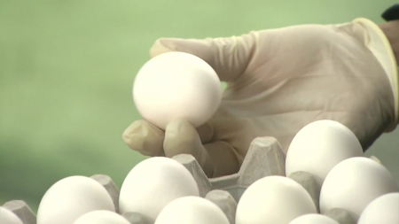 계란값 고공행진에...미국산 이어 태국산 신선란 첫 수입