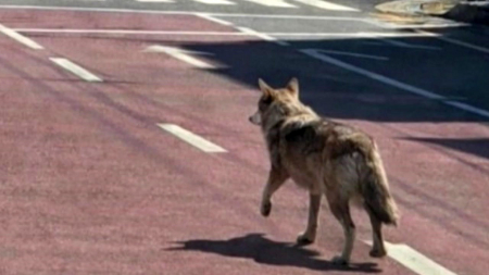 대전 오월드 '늑대 탈출' 이틀째 수색...드론 투입
