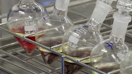 "식이섬유·칼슘 풍부"...유채, 기능성 채소로 주목