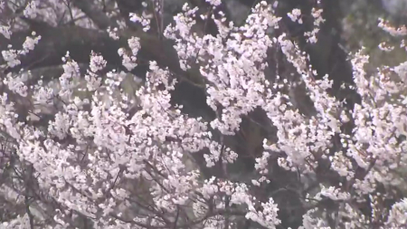 "봄인데 시간당 70mm 폭우"...제주·남해안 강풍 동반 호우