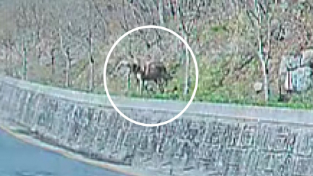 대전 동물원 '늑대 탈출'...학교 휴업·수색 난항