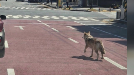 늑대 도심 출몰 사진은 '출처 불명'...첫날 수색 혼선