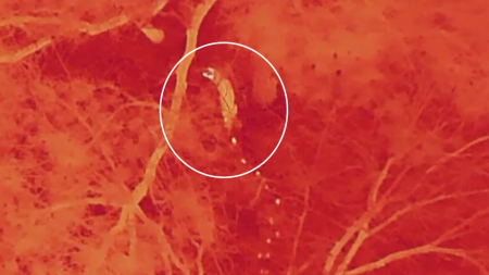 대전 '늑대 탈출' 사흘째 수색..."포획 틀·덫 설치"