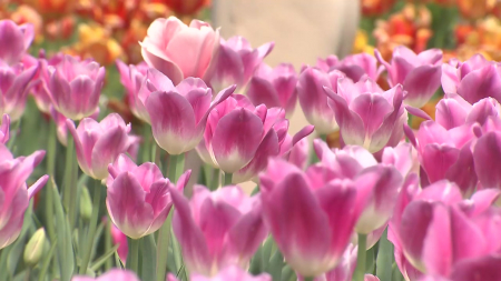 낙동강 따라 꽃내음 가득...활짝 핀 튤립과 유채