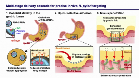 홍합 접착 원리로 위암 원인균 잡는 기술 개발