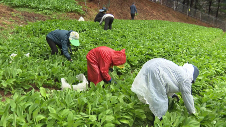알싸한 '명이나물'...내설악 산나물 수확 한창