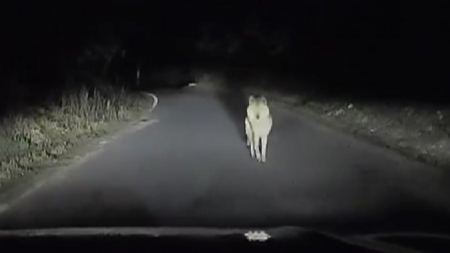 탈출 늑대 '늑구' 발견...마취총 빗나가며 포획 실패