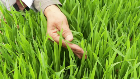 간 보호하는 신품종 '혜누리'...농가 소득도 '껑충'