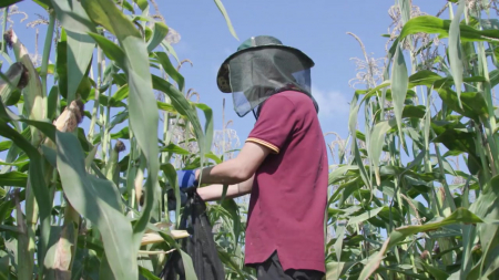 "가뭄에도 쑥쑥"...생존율 70% 높이는 옥수수 유전자