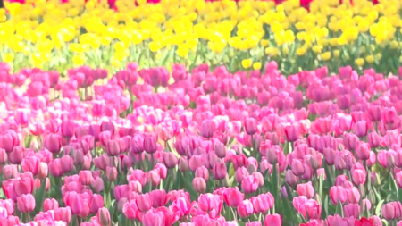 꽃길 걷고 참두릅 맛보고...전북 순창 '봄의 향연'