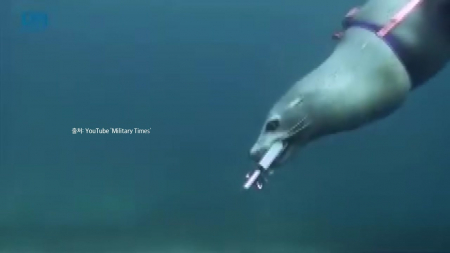 바다사자와 돌고래...기뢰 제거, 가능할까?