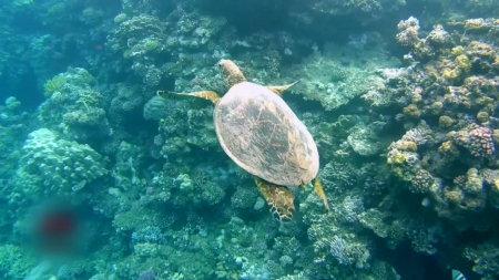 "바다거북 플라스틱 섭식, 시각적 선호 보여"