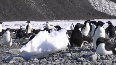 극지연구소 "해일 영향으로 남극 펭귄 둥지 변화"