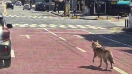 '가짜 늑구' 사진 유포자 검거..."재미삼아 챗GPT로 만들어"