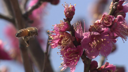 봄철 '노란 불청객' 더 일찍 온다...이유는 '기후 변화'