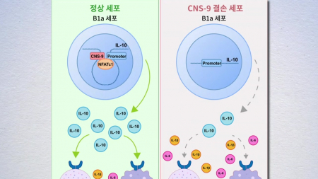염증 조절 세포 IL-10 생성 스위치 규명