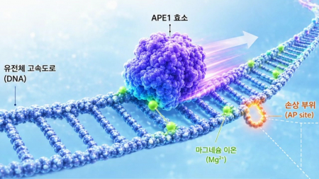 DNA 복구효소 기전규명…"암세포 복구 무력화 기대"
