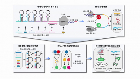리보솜 활용해 유전자 정밀 제어…스마트 유전자 회로 개발