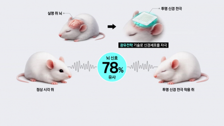 투명 신경 전극 개발…실명 쥐서 인공시각 78% 재현