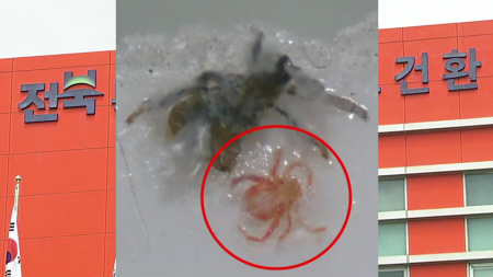 전북서 올해 첫 쯔쯔가무시증 매개 '털진드기' 확인