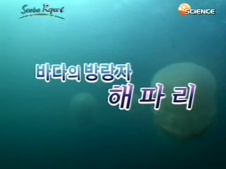 바다의 방랑자 해파리