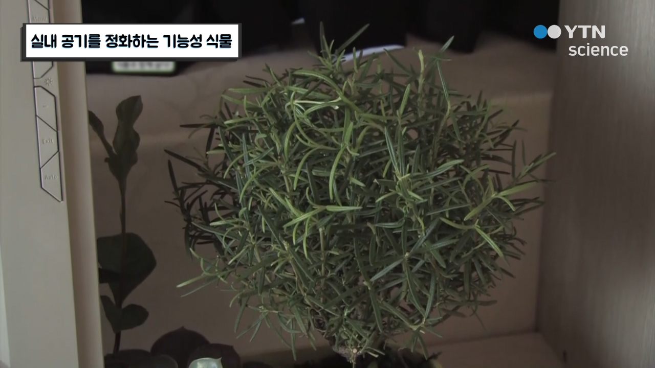 실내 공기를 정화하는 기능성 식물