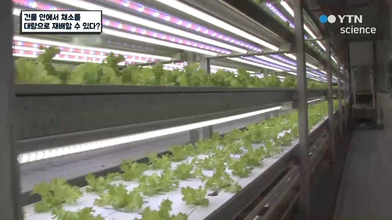 건물 안에서 채소를 대량으로 재배할 수 있다?