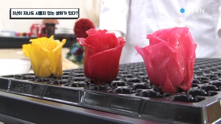 3년이 지나도 시들지 않는 생화가 있다?