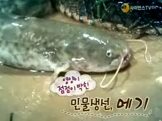 영양이 점점이 박힌 민물생선, 메기
