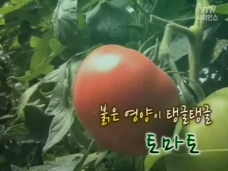 세계가 인정한 건강식품, 토마토!
